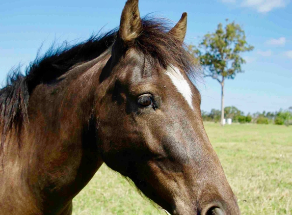 Isis Veterinary Services - Childers, QLD