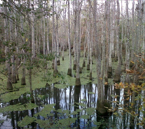 Honey Island Swamp Tours