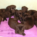 Grantsburg Animal Hospital - Veterinarians