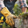 MV Tree Services gallery