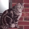 Bootsie American Shorthair Cats gallery