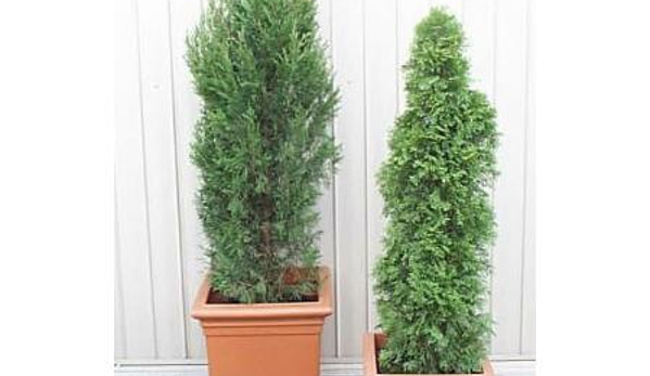 Plants For Hire Pty Ltd - Dingley Village, VIC