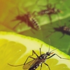 Echo Pest Control gallery