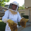Traffic Pest Solutions - Bee Control & Removal Service