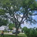 Borris Tree - Tree Service