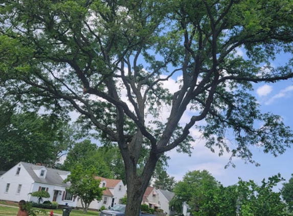 Borris Tree - Wickliffe, OH