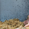 Eco Pest Control gallery