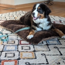 Dog Training Elite Greater Cincinnati