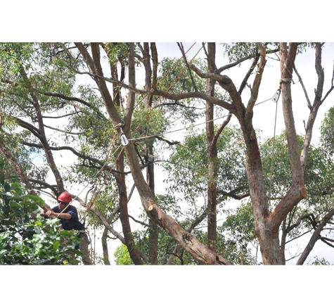 The Tree Doctor (Qld) Pty Ltd - Everton Hills, QLD
