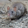 Royal Pest Service Inc gallery