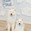 Little Cloud Pediatric Dentistry gallery
