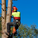 Affordable Tree Service Inc - Tree Service