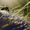 Pest & Radon Professionals gallery