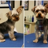 Flawless Paws Pet Grooming gallery