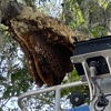 Orlando Bee Removal Expert gallery