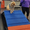 Zoom Room Dog Training - Springfield gallery