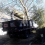 Tico's Tree Svc LLC