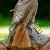 Complete Wildlife Control gallery