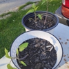 Worms-A-Plenty.org gallery