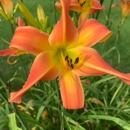 Fox Woods Garden