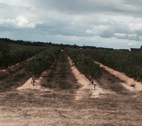 Dan Beougher Trucking LLC - Stayton, OR. Blueberry plants with Dans Sawdust been buying from him for years����