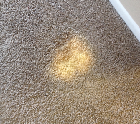 ColorFix Carpet Color Repair - Henderson, KY