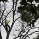 Urban Arborist