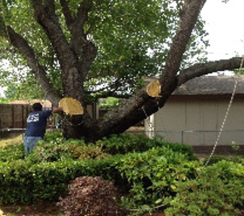 Aaron's Tree Service - Mesquite, TX