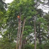 Issaquah Tree Care gallery