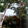 LeBlanc's Tree & Stump Removal Inc gallery