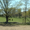 Rolling Meadows Stables gallery