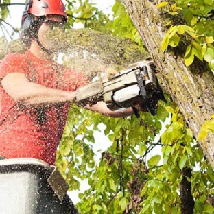 Big Ben's Tree Service - Jacksonville, FL