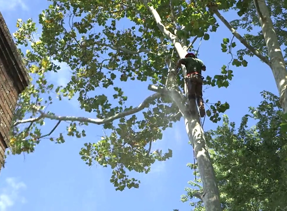 Anderson Tree Service - Oklahoma City, OK