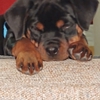 Rivertown Rottweilers gallery