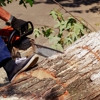 Trailhawk Tree Experts gallery