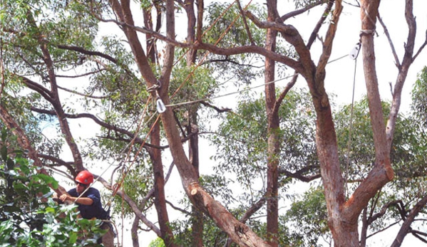 The Tree Doctor (Qld) Pty Ltd - Everton Hills, QLD