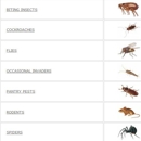 Loyal Termite & Pest Control - Bird Barriers, Repellents & Controls