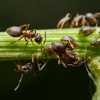 Country's Pest Control gallery