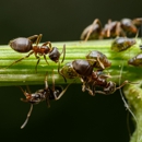 Country's Pest Control - Pest Control Equipment & Supplies