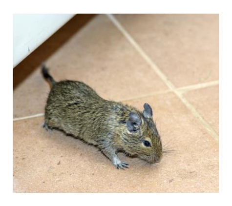Conquest Pest & Termite Control - Bray Park, QLD