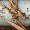 Berkshire Pest Control gallery