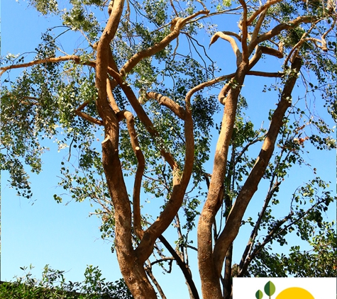 E and J Sanchez Tree Service - Fresno, CA. Palm and Tree Trimming, Pruning & Removal. Call us for a free quote!