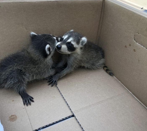 Critter Control of Corpus Christi