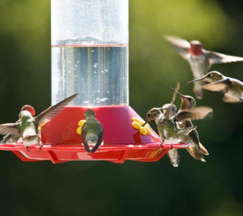 Rubyredbirdfeeders.com - White Pigeon, MI