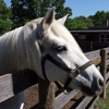 Bronx Equestrian Center, Inc. gallery