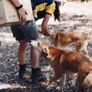 Southern Barker - Pet Stores