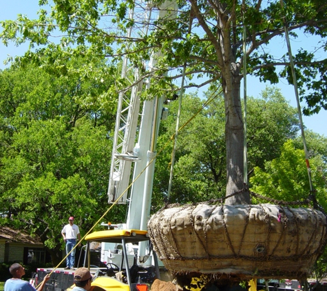 A Better Arborist Tree Service - Dallas, TX
