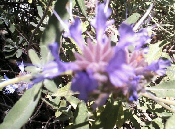 Willow Creek Springs Nursery, Botanical Garden & All Natural Products - Perris, CA