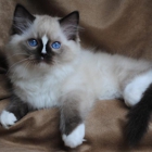 Blue Gem Ragdoll Cattery