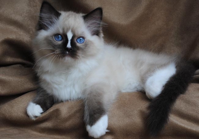 bluegem ragdolls